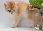 Vito - British Shorthair Kitten For Sale - Washington, DC, US