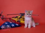 Tudor - British Shorthair Kitten For Sale - Washington, DC, US