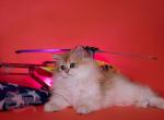 Toffy - British Shorthair Kitten For Sale - Washington, DC, US