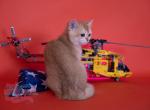 Toro - British Shorthair Kitten For Sale - Washington, DC, US