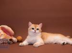 Tobi - British Shorthair Kitten For Sale - Washington, DC, US