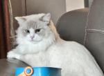 LuLu - Ragdoll Cat For Sale - New York, NY, US