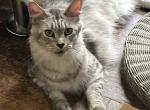 SILVER MAINE COON FEMALE IMPORT SPAYED - Maine Coon Cat For Sale/Retired Breeding - Warren, OH, US
