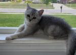 Scottish fold and straight - Scottish Straight Kitten For Sale - KY, US