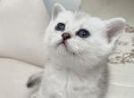TICA Chloe Silver Girl NS 11 - British Shorthair Kitten For Sale - Tacoma, WA, US