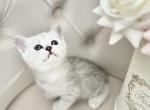 TICA Caesar Silver Boy - British Shorthair Kitten For Sale - Tacoma, WA, US