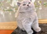 PURE BREED BRITISH SHORTHAIR KITTEN BLUE GIRL SALE - British Shorthair Kitten For Sale - CT, US