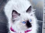 Female Ready NOW - Ragdoll Kitten For Sale - Bettendorf, IA, US