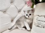 TICA Coco Silver Girl NS 11 - British Shorthair Kitten For Sale - Tacoma, WA, US