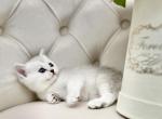 TICA Callie Silver Girl NS 11 - British Shorthair Kitten For Sale - Tacoma, WA, US