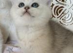 Montale - Scottish Straight Kitten For Sale - Rocklin, CA, US
