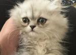 Persian baby girl - Persian Kitten For Sale - 