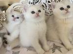 Tommy - Scottish Straight Kitten For Sale - Rocklin, CA, US