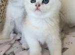 Cutie - Scottish Fold Kitten For Sale - Rocklin, CA, US