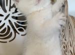 Liliya - Scottish Straight Kitten For Sale - Rocklin, CA, US