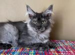 HS ROMEO black smoke maine coon - Maine Coon Kitten For Sale - CA, US