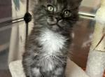 Gorgeous black smoke male - Maine Coon Kitten For Sale - 