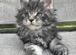 Beautiful Litter - Maine Coon Kitten For Sale - Kenosha, WI, US