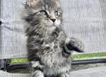 Drizella - Maine Coon Kitten For Sale - 