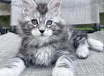 Frenchie - Maine Coon Kitten For Sale - Kenosha, WI, US