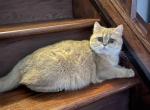 Alisa - Scottish Straight Cat For Sale - Buffalo, NY, US