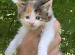 Maine coon kittens - Maine Coon Kitten For Sale - Springfield, MA, US