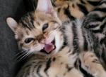 Bengals pure cuties - Bengal Kitten For Sale - Signal Hill, CA, US