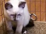 Whisper to Molokai - Ragdoll Kitten For Sale - Mountain Ranch, CA, US