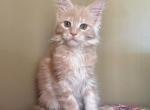 HS LILY cream maine coon kitten - Maine Coon Kitten For Sale - CA, US