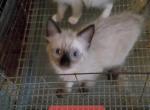 Mm24 - Ragdoll Kitten For Sale - Mountain Ranch, CA, US