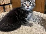 3 Litters - Maine Coon Kitten For Sale - Tulsa, OK, US