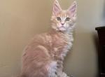 HS MIA cream maine coon girl - Maine Coon Kitten For Sale - CA, US