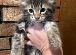 Affordable Maine Coons - Maine Coon Kitten For Sale - Tulsa, OK, US