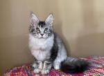 HS DOLLY black ticked tabby maine coon - Maine Coon Kitten For Sale - CA, US