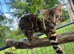 Sweet social male ready for his new home - Bengal Kitten For Sale - Fenton, MI, US