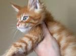 HS PHOENIX red orange maine coon - Maine Coon Kitten For Sale - CA, US