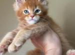HS FLAME red orange maine coon - Maine Coon Kitten For Sale - CA, US