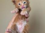 HS SCARLET orange mainecoon kitten - Maine Coon Kitten For Sale - CA, US
