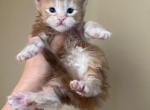 HS RUBY orange mainecoon kitten - Maine Coon Kitten For Sale - CA, US