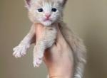HS CARAMEL cream maine coon girl - Maine Coon Kitten For Sale - CA, US