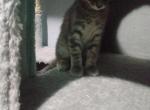 Jasper - Domestic Kitten For Sale - Union City, NJ, US