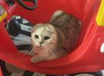 Alaska - Scottish Fold Cat For Adoption - 