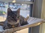 Poppy - Domestic Cat For Adoption - Overland Park, KS, US