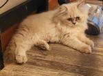 Shy's last litter - Himalayan Kitten For Sale - Greenville, OH, US
