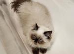 Willow's - Himalayan Kitten For Sale - Greenville, OH, US