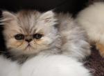 Violet - Persian Kitten For Sale - Greenville, OH, US