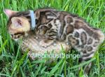 Hugo - Bengal Kitten For Sale - Palm Coast, FL, US