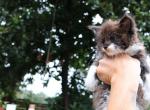 Harlow - Maine Coon Kitten For Sale - Buford, GA, US