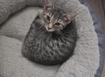 Kittens - Domestic Kitten For Sale - Carriere, MS, US