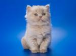 Victorian Longhair - British Shorthair Kitten For Sale - Houston, TX, US